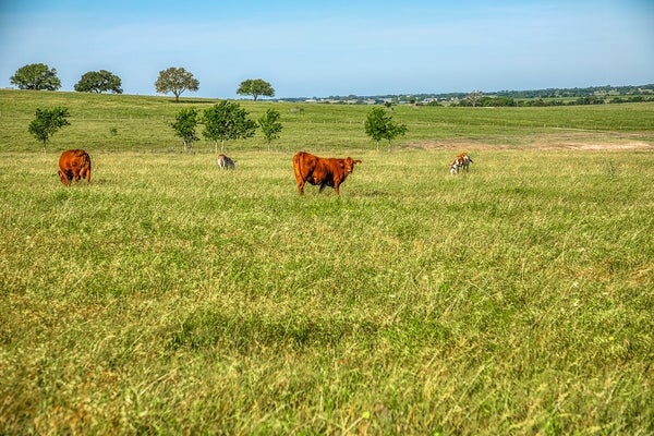 Featured Development: Fuchs Meadows
