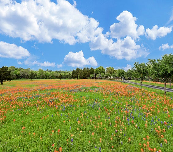Austin County flowers in the field